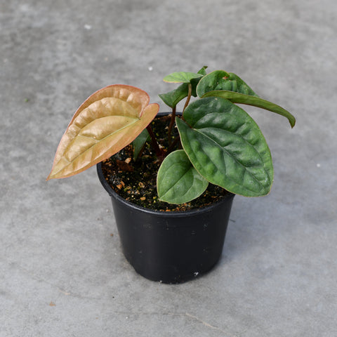 Anthurium radicans x luxurians