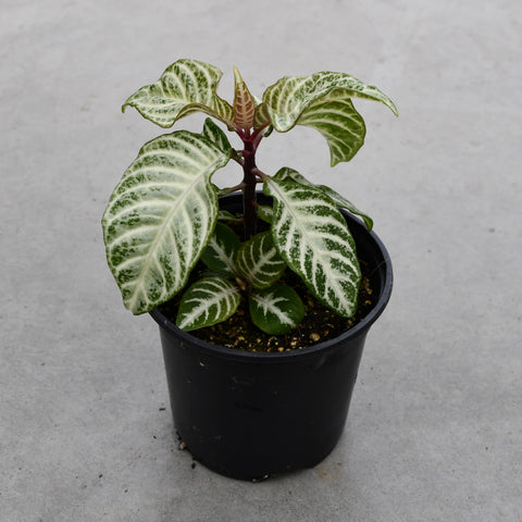 Aphelandra squarosa 'Snowflake'