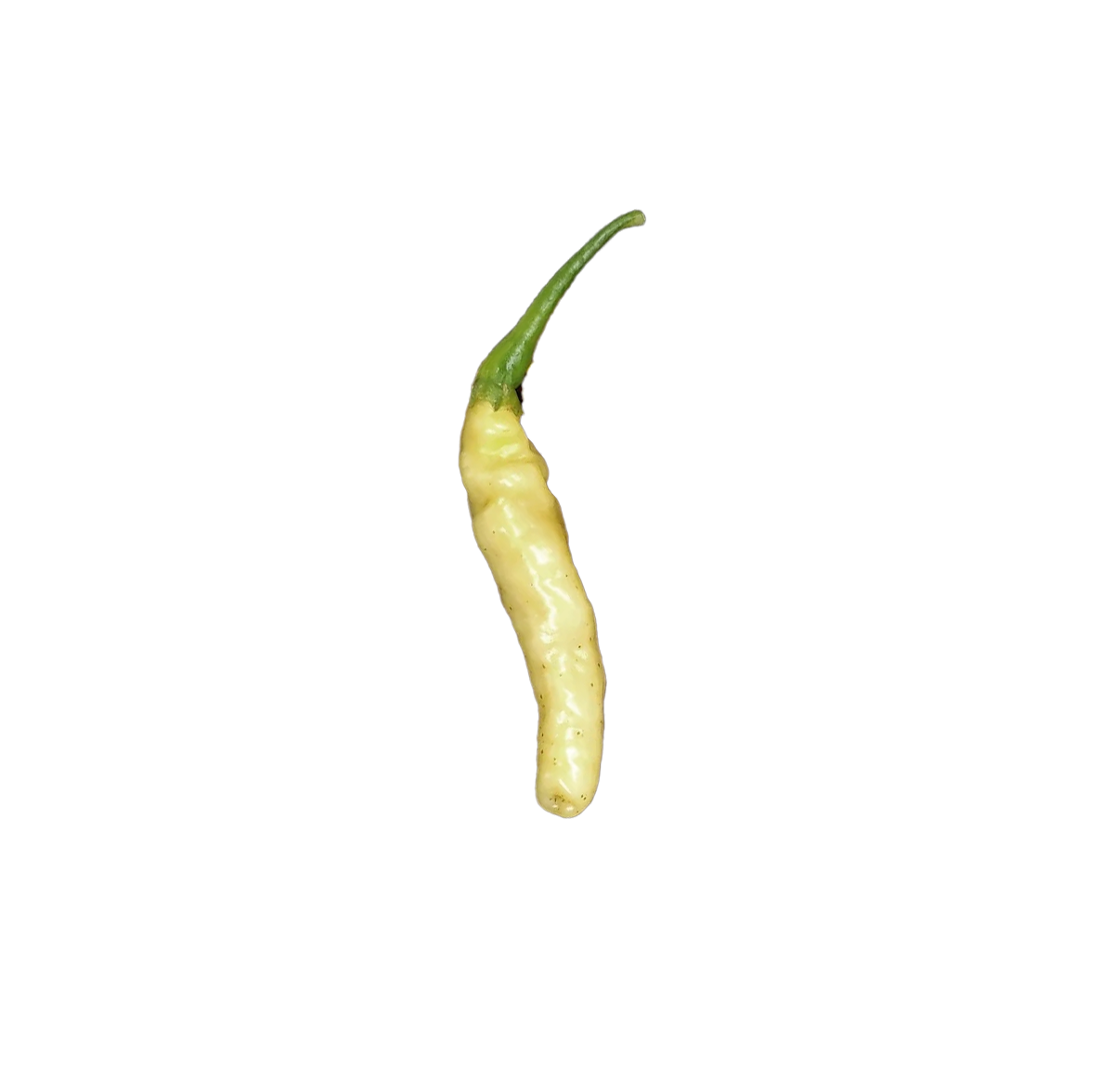 Aribibi Gusano pepper