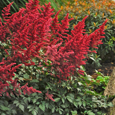 Astilbe x arrendsii 'Fanal' (Rouge)