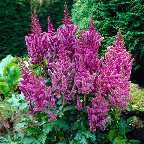 Astilbe 'Superba' (Lavande)