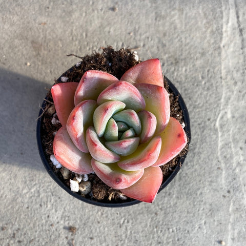 cream puff succulent Echeveria cream puff – Serres Lavoie