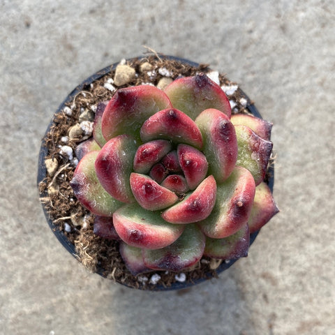 Echeveria TM