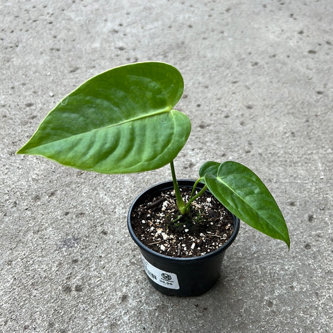 black king anthurium Anthurium veitchii | Tropical