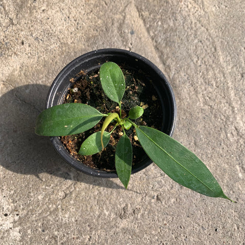 Anthurium wendlingerii