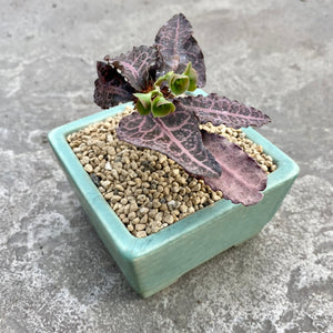 Euphorbia francoisii hybrid avec pot décoratif