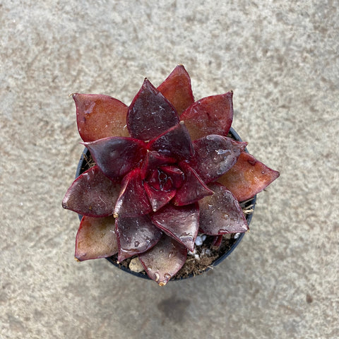 Echeveria 'Red rose'