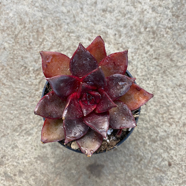 red rose succulent Echeveria 'Red rose' – Serres Lavoie