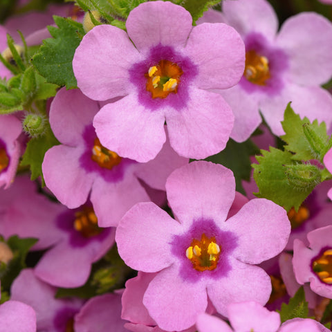 Bacopa MegaCopa Dark Pink (Rose)