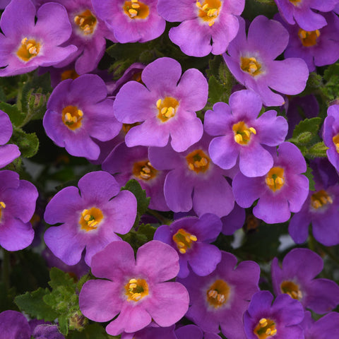 Bacopa MegaCopa Plum (Pourpre)