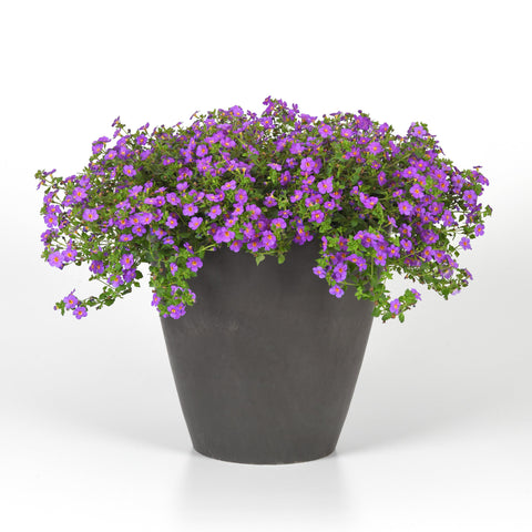 Bacopa MegaCopa Plum