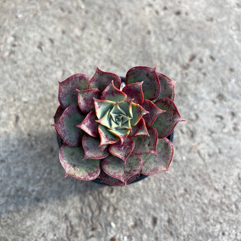 longissima succulent Echeveria Longissima – Serres Lavoie