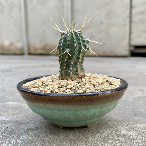 Euphorbia phillipsioides with decorative pot