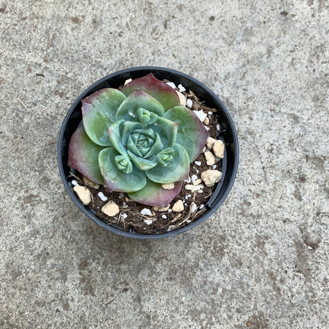 Graptoveria 'Jadeita