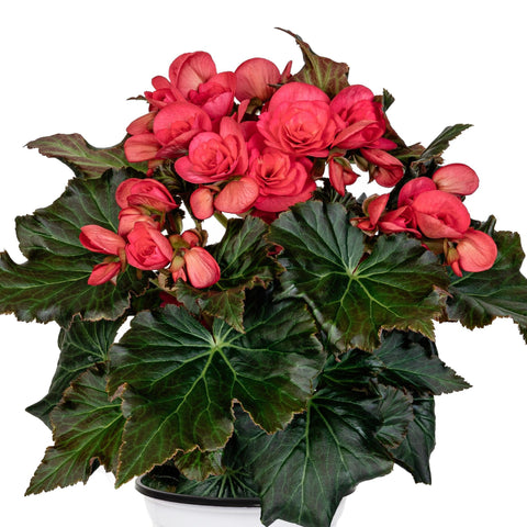 Begonia Rieger Move 2 Joy Hot Pink (Rose foncé)