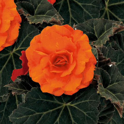 Tuberous Begonia 'Nonstop Mocca Deep Orange'