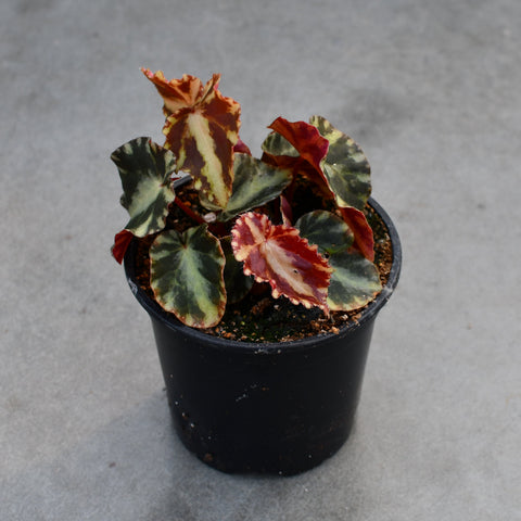 Begonia cleopatrae