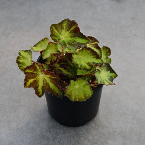 Begonia rex 'Rivulet Sketch'