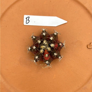 Open image in slideshow, Gymnocalycium mihanovichii f. variegata (Small)
