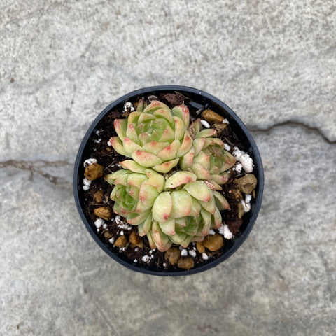red top queen succulent Echeveria 'Red Queen' | Succulents