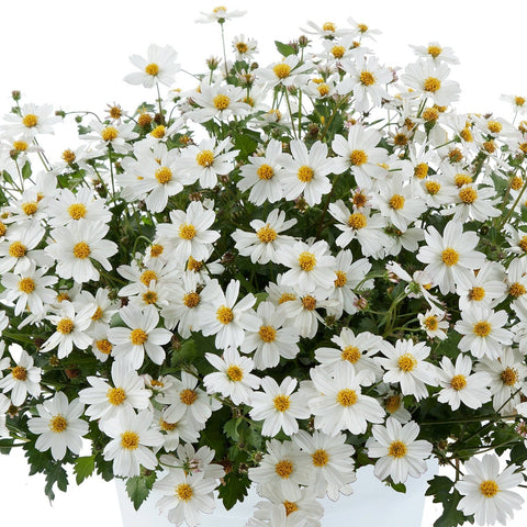 Bidens White Delight (Blanc)