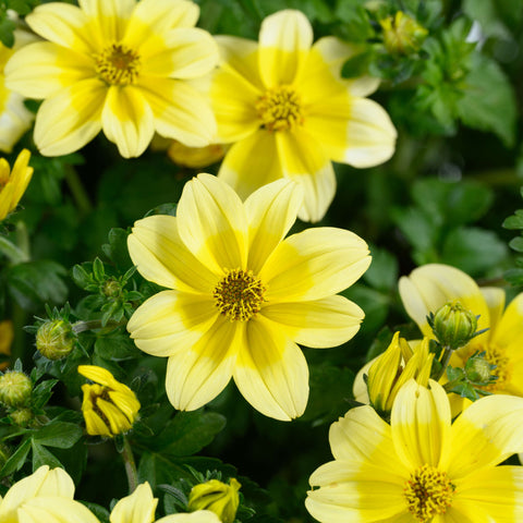 Bidens Yellow Splash (Jaune)