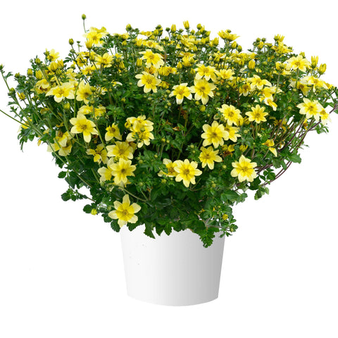 Bidens Yellow Splash