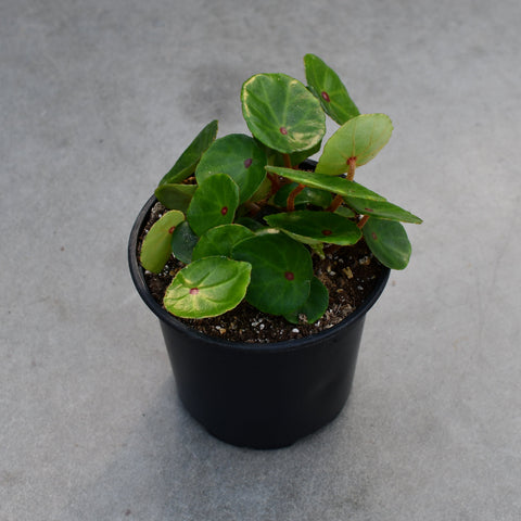 Begonia conchifolia 'Bull's eye'