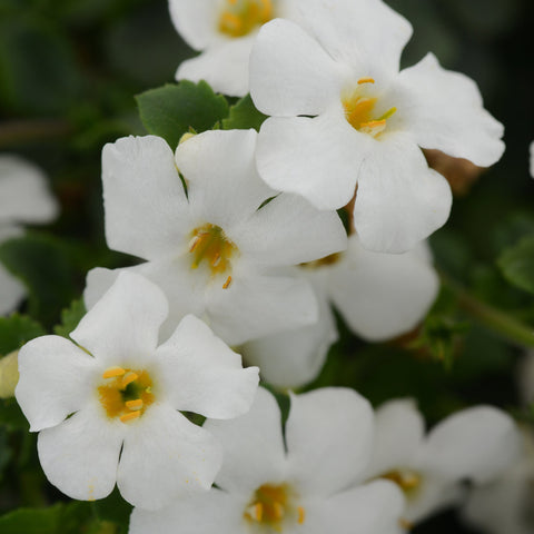 Bacopa MegaCopa White (Blanc)