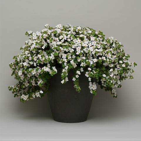 Bacopa MegaCopa White
