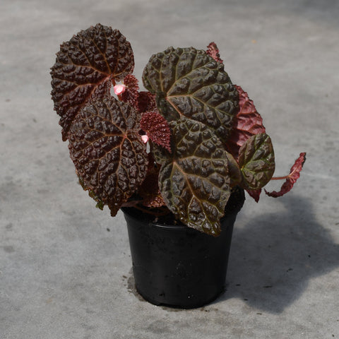 Begonia baik X dracopelta