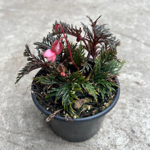 Begonia bipinnatifida