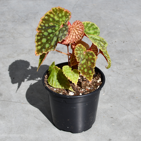Begonia chlorasticha 'Red Form'
