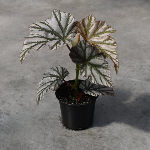 Begonia 'Highway'