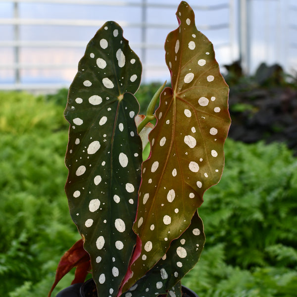 Begonia maculata 'Angel Wings'