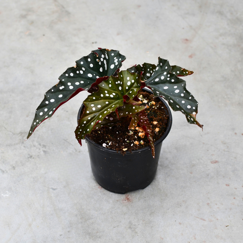 Begonia maculata 'Black Forest' 