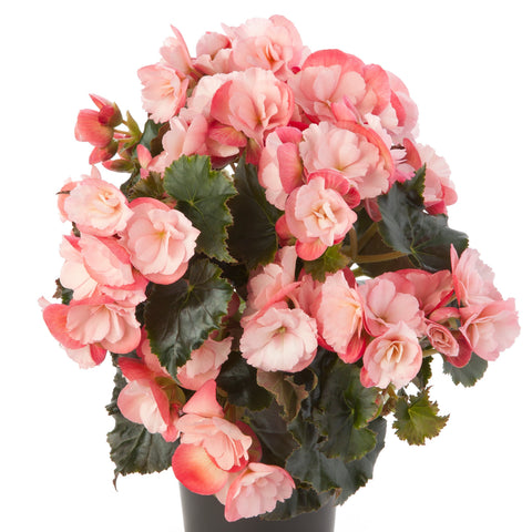Begonia Rieger Dragone Champagne (Rose-crème)