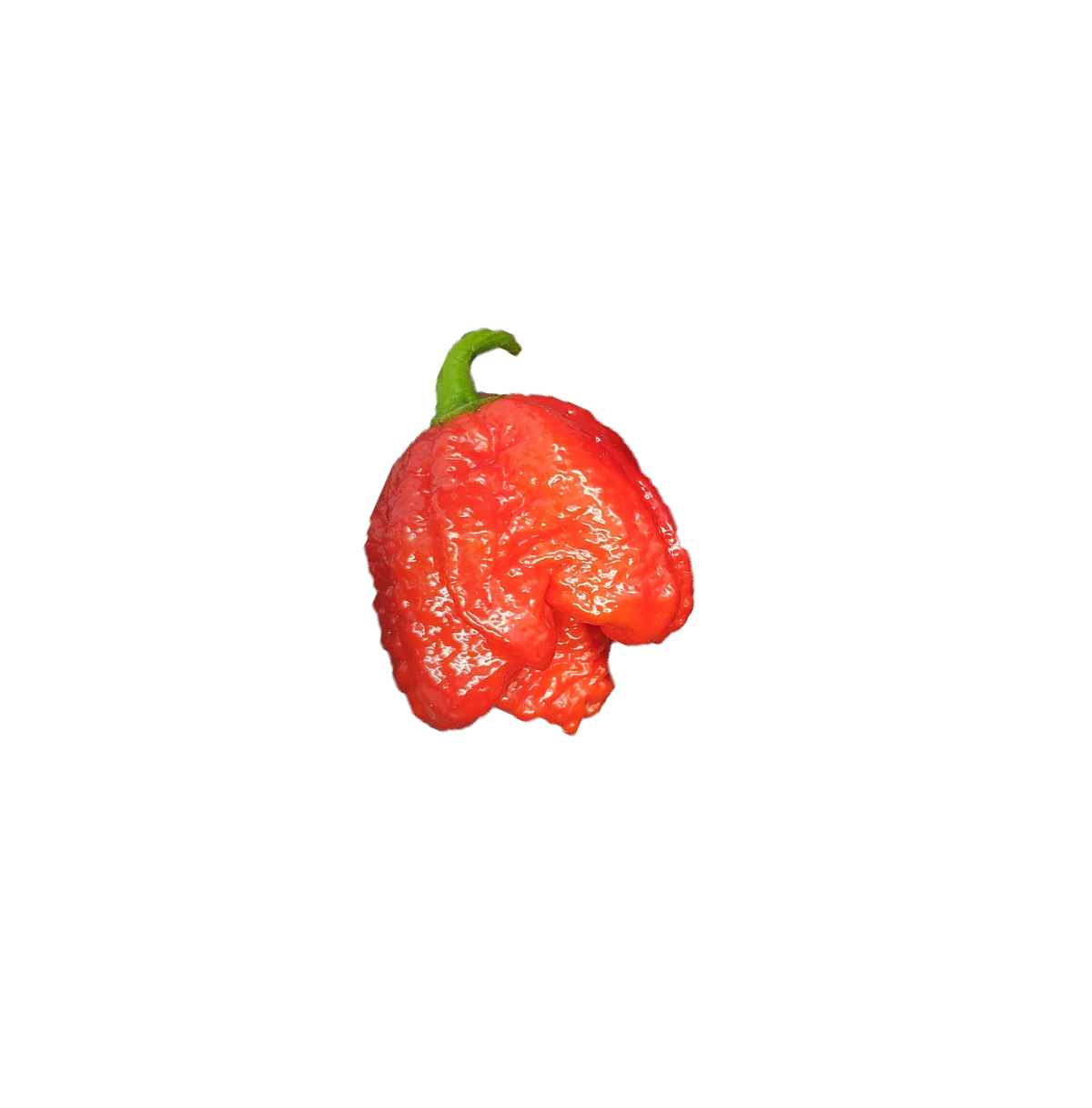 Bismarck Red pepper