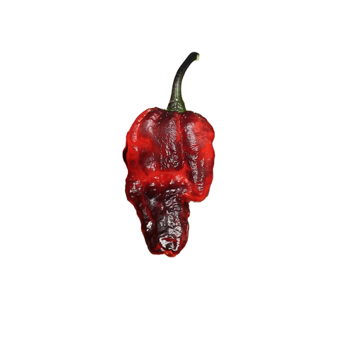 Pepper Black Phantom Red