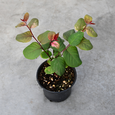 Breynia disticha 'Roseo-Picta'