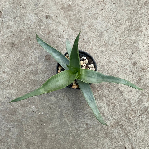 Aloe manandonae