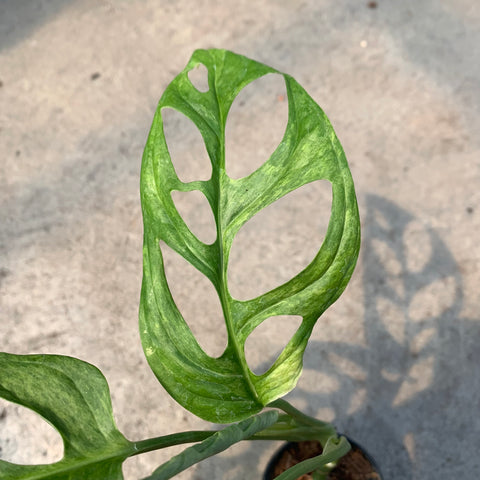 Monstera adansonii 'Indo' variegata