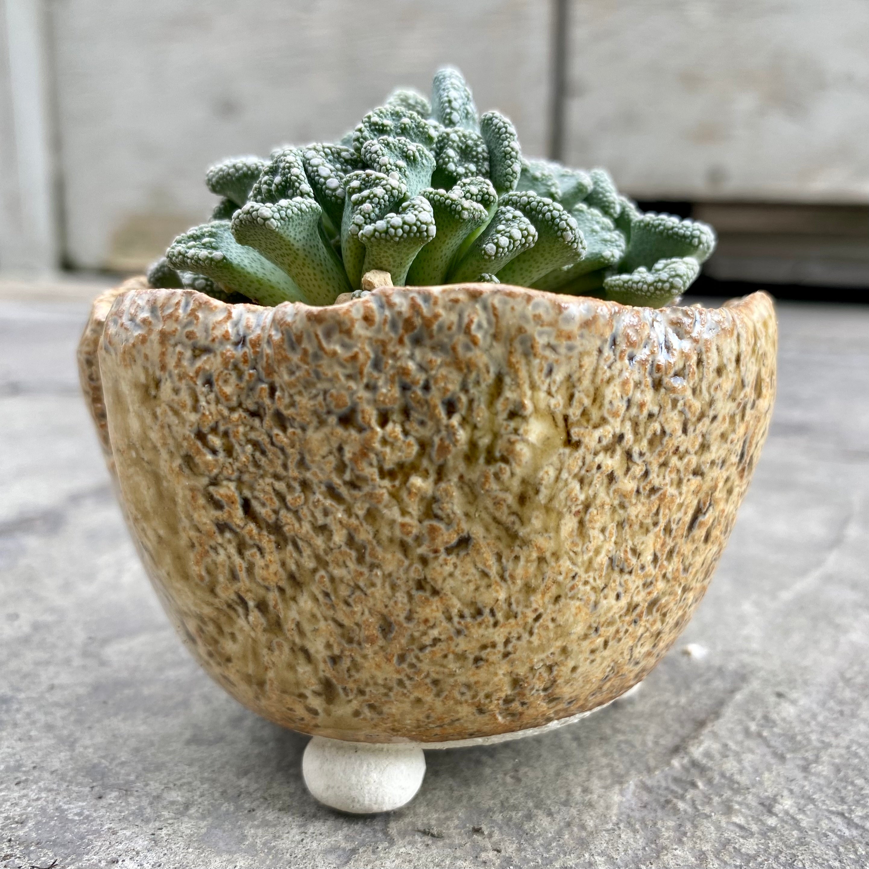 Titanopsis calcarea with decorative pot