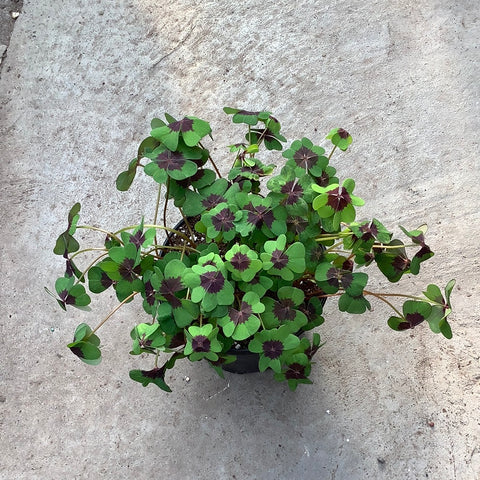 Oxalis 'Iron cross'