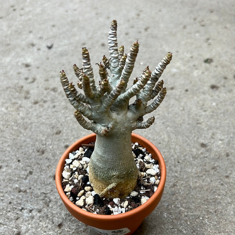 baobab succulent Adenium arabicum 'Baobab' – Serres Lavoie