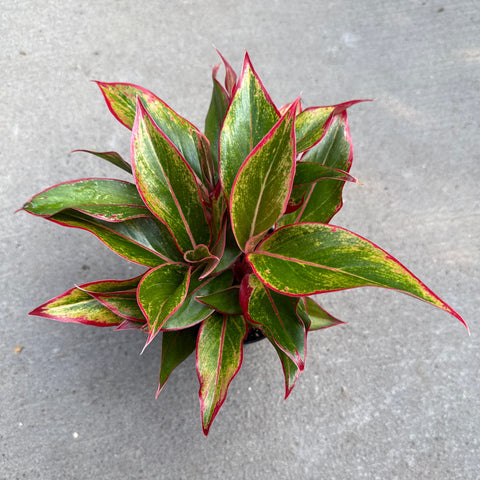 Aglaonema 'Jasper Jones'