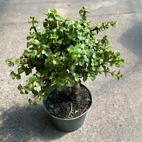 portulacaria afra fertilizer Portulacaria afra – Serres Lavoie