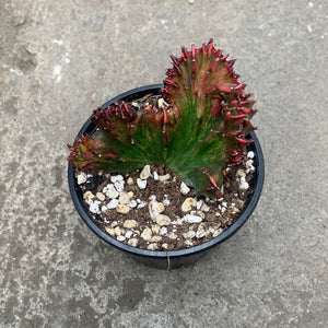 Euphorbia lactea rubra f. cristata
