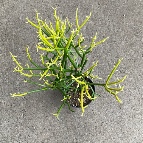 Euphorbia tirucalli 'Firesticks
