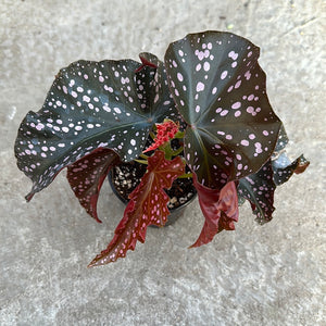 Begonia 'Crackling Rosey